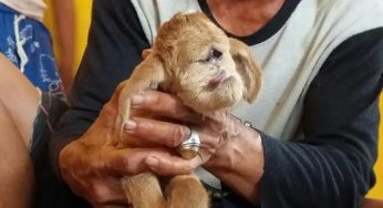 Anak Kambing Berwajah Anjing Membuat Warga Bekasi Heboh…!!!