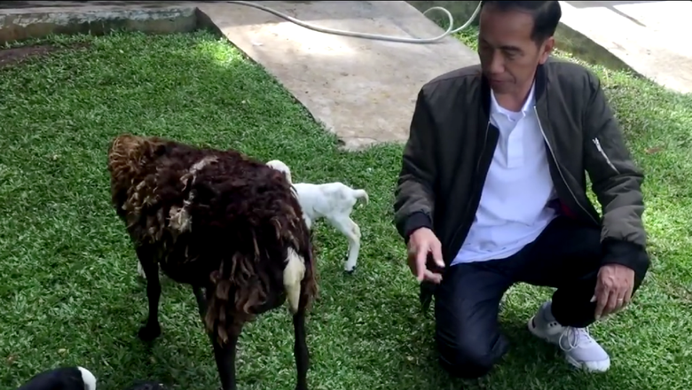 Presiden Jokowi Luncurkan Vlog Kelahiran 2 Ekor Anak Kambing di Istana Bogor