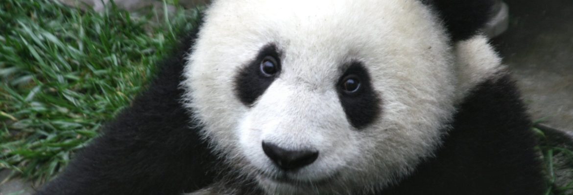 Ternyata Tak Cuma Mitos, Rahasia Bulu Hitam Putih Panda Terungkap