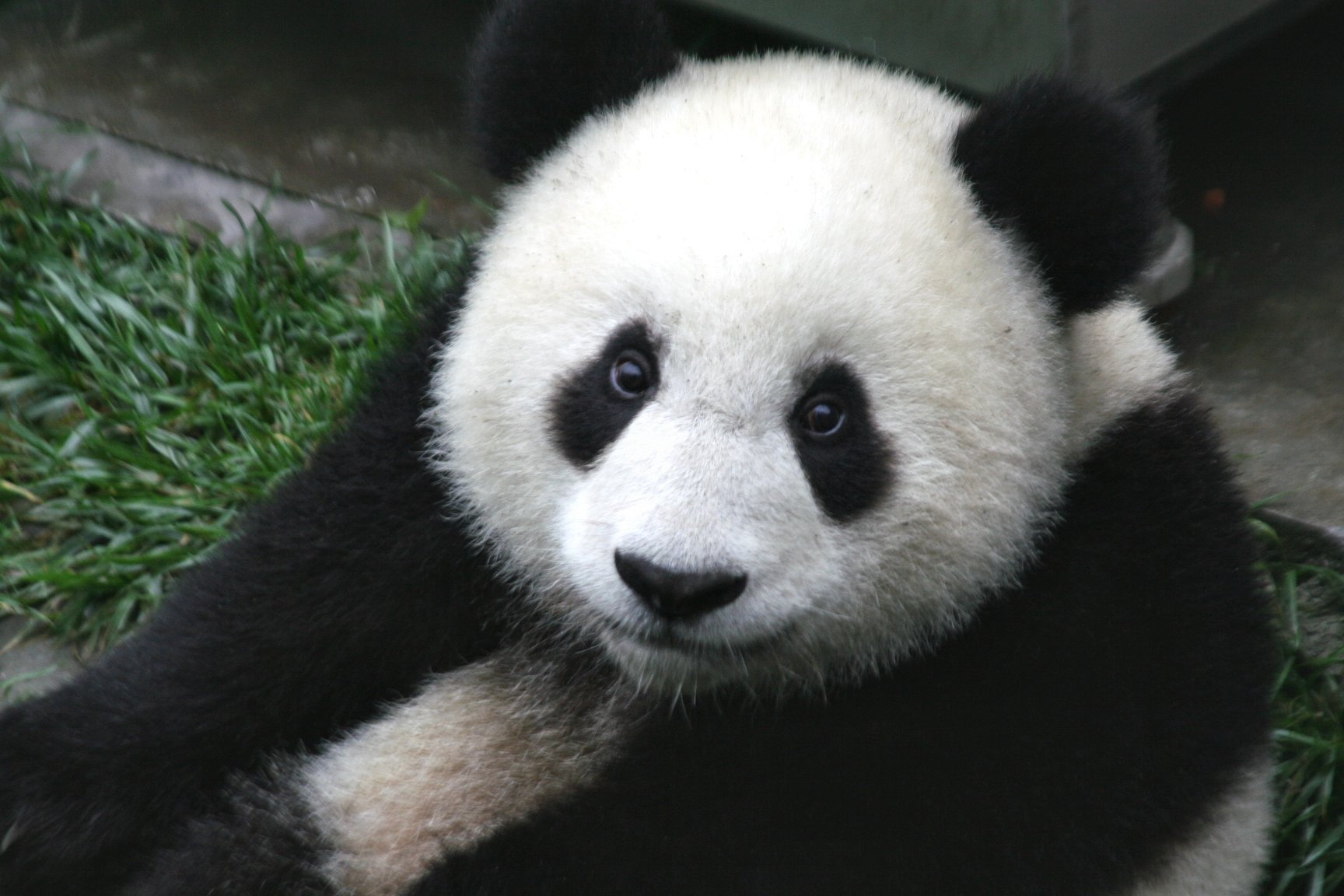 Ternyata Tak Cuma Mitos, Rahasia Bulu Hitam Putih Panda Terungkap