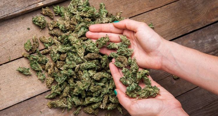 Dijual di Apotek Uruguay Mulai Juli, Harga Ganja Rp 16.000 Per Gram