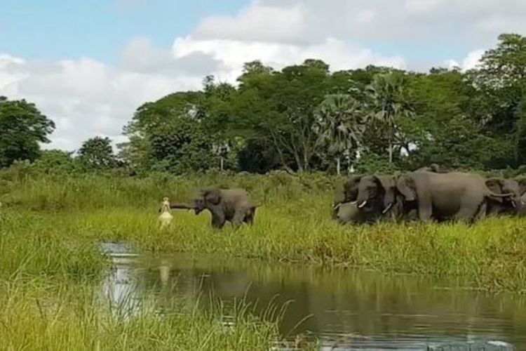 Inilah Video Pertarungan Seekor Buaya dengan Gajah, Siapa Menang?