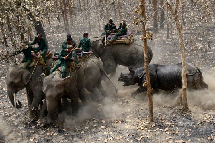 Seekor Badak Tertangkap Kamera Serang Petugas yang Tunggangi Gajah