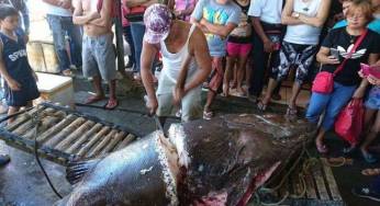Nelayan Filipina Tak Sengaja Tangkap Ikan Kerapu Berbobot 200 Kilogram