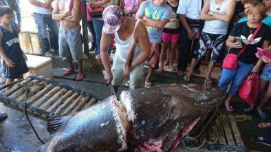 Nelayan Filipina Tak Sengaja Tangkap Ikan Kerapu Berbobot 200 Kilogram