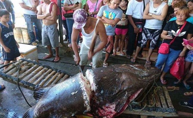 Nelayan Filipina Tak Sengaja Tangkap Ikan Kerapu Berbobot 200 Kilogram