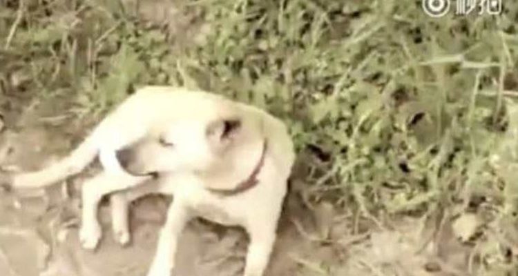 Seekor Anjing Selamatkan Seorang Bayi yang Dikubur Hidup-hidup