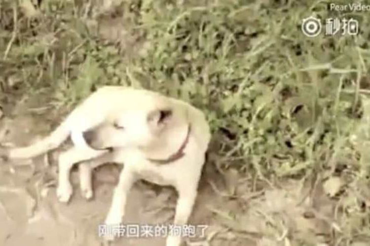 Seekor Anjing Selamatkan Seorang Bayi yang Dikubur Hidup-hidup