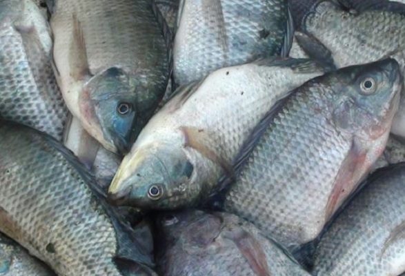 BKIPM: Ikan Nila Terjangkit TiLV Tak Berbahaya Dikonsumsi Manusia