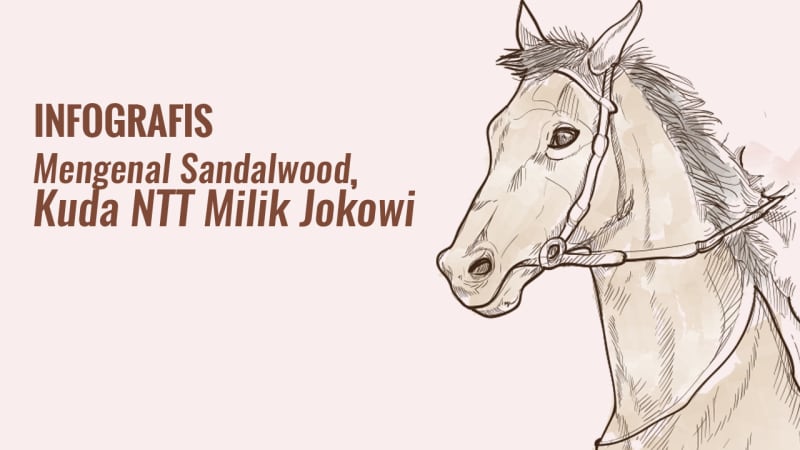 Warga NTT Hadiahkan Kuda Sandalwood Untuk Jokowi