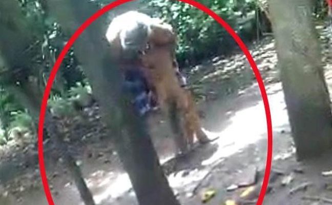 Video Kakek Ini Tega Umpankan Cucunya ke Monyet Hingga Terluka