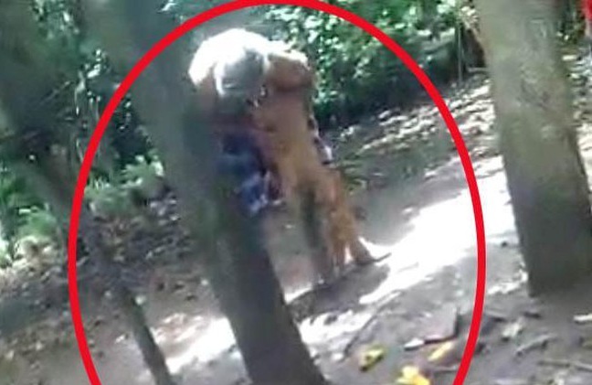 Video Kakek Ini Tega Umpankan Cucunya ke Monyet Hingga Terluka