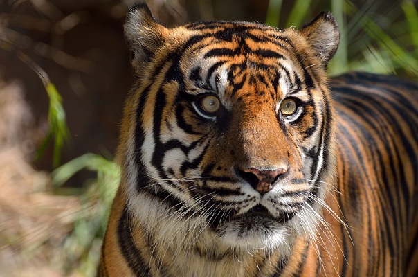 Berjumpa dengan Harimau di Hutan Bengkulu, Warga Merasa Kasihan