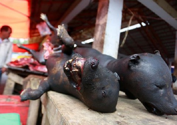 Gubernur Sulut Sebut Tak Sadis Soal Anjing Dipukul dan Dibakar di Tomohon