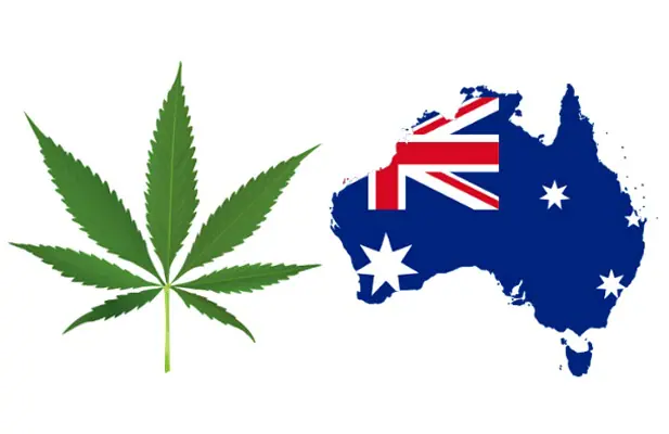 Indonesia Masih Sibuk Tangkapi, Australia Kuasai Pasar Ganja Dunia