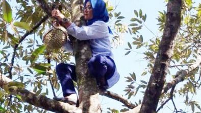 Viral Video Aksi Bupati Lebak Iti Octavia Panjat Pohon Durian