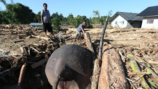 Seekor Gajah Sumatera Tewas di Pidie Akibat Terseret Banjir di Aceh