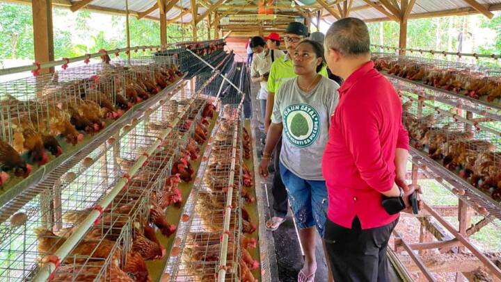 PBI Danantara Menyiapkan Dana Rp 20 T Untuk Ternak Ayam Ditujukan Dukung Program MBG