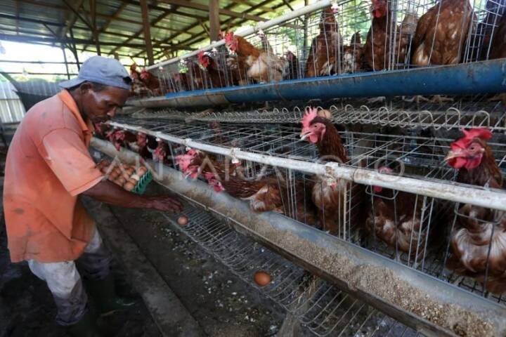 Perjanjian Dagang RI-Amerika Serikat, Proyek Ternak Ayam Danantara Terancam