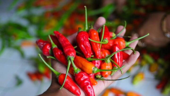 Jelang Idul Adha, Harga Cabai Rawit Merah Terus Meroket